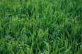 Young green rice plants in the field Royalty Free Stock Photo
