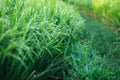Young green rice plants in the field Royalty Free Stock Photo
