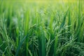 Young green rice plants in the field Royalty Free Stock Photo