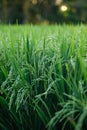 Young green rice plants in the field Royalty Free Stock Photo