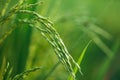 Young green rice plants in the field Royalty Free Stock Photo