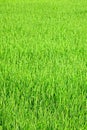 Young green rice plants Royalty Free Stock Photo