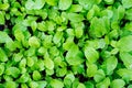 A young, green rucola salad, for dietary nutrition, growing on the bed