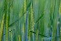 Young green rye in a field macro.  Secale Cereale Royalty Free Stock Photo