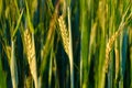 Young green rye grains in the field. Natural corn growing up. Royalty Free Stock Photo