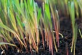 Young green rye sprouts with sunny dew drops on dunged land