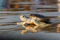 Young green sea turtle on the beach Royalty Free Stock Photo