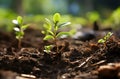 Young green seedling illustrating concept of new life and begin to grow Royalty Free Stock Photo