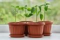 Young green seedling of peppers in pots stands on the window