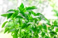 A young green seedling of sweet pepper and chilli pepper grows on the windowsill Royalty Free Stock Photo