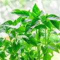 A young green seedling of sweet pepper and chilli pepper grows on the windowsill Royalty Free Stock Photo