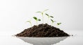 Young green seedlings sprouting from rich dark soil on clean white reflective surface representing growth and nature Royalty Free Stock Photo