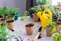 Transplanting seedlings, pricking out