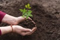 Young green seedlings of tomato in pots on a wooden background , woman transplanting seedlings, pricking out