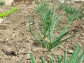 Young green shallots growing in the garden. side view. Rows of green shallots grow on a bed in the garden.