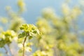 Young green shoot with leaves of currante closeup on clear blue sky in spring sunlight with blur, closeup. Fresh bright natural. Royalty Free Stock Photo