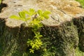 A young green shoot sprouted from the stump of a sawn tree Royalty Free Stock Photo
