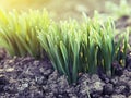 Young green shoots in the backlit sunlight Royalty Free Stock Photo