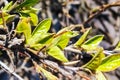 Young green shoots on bush, fresh leaves appear in spring. A branch of bush with young foliage