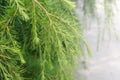 Young green shoots of coniferous tree. Needles of larch Royalty Free Stock Photo