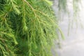 Young green shoots of coniferous tree. Needles of larch