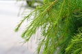 Young green shoots of coniferous tree. Needles of larch