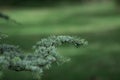 Young green shoots of coniferous tree. Needles of larch Royalty Free Stock Photo