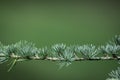 Young green shoots of coniferous tree. Needles of larch