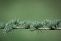 Young green shoots of coniferous tree. Needles of larch