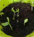 Young  shoots of cucumber Royalty Free Stock Photo