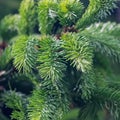 Young green shoots of garden pine