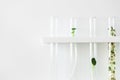 Young green shoots of herbs in glass test tubes on white background, top view. Natural pharmaceutical research. Organic cosmetic Royalty Free Stock Photo