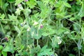 Young green shoots of lupine, peas. Royalty Free Stock Photo