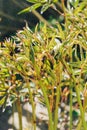 Young green shoots of peonies on a spring sunny day. Awakening of nature Royalty Free Stock Photo