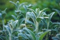 Young green shoots of sage in a spring garden.