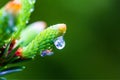 Young green shoots on twigs of spruce in drops of water after rain on a green background.