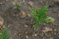 Young green small sprout of ragweed grows on the ground. strong allergen Royalty Free Stock Photo