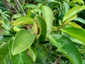 Soursop laves or Prickly Custard Apple. Annona muricata L. Plant for Treatment of carcinoma. Royalty Free Stock Photo