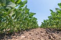 Young green soy plants with large leaves grow in the field