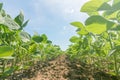 Young green soy plants with large leaves grow in the field.