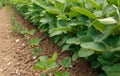 Young soybean field rows in summer Royalty Free Stock Photo