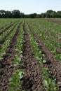 Young green soybean plants