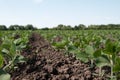 Young green soybean plants