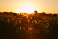 Young green soybean plants in evening light