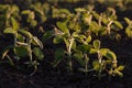 Young green soybean plants in evening light