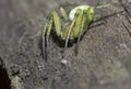 Young spider on wooden surface