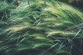 Young green spikes of wheat Royalty Free Stock Photo