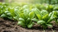 Young green spinach growing in the field. Selective focus. nature.