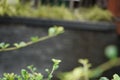 Young green spring grapevine branch with leaves, wine production culture, unripe grapes, spring vineyard