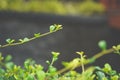 Young green spring grapevine branch with leaves, wine production culture, unripe grapes, spring vineyard